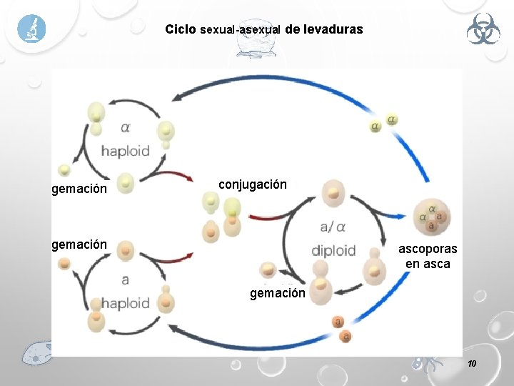 Ciclo sexual-asexual de levaduras gemación conjugación gemación ascoporas en asca gemación 10 