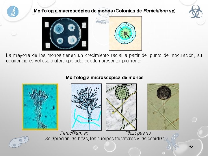 Morfología macroscópica de mohos (Colonias de Penicillium sp) La mayoría de los mohos tienen