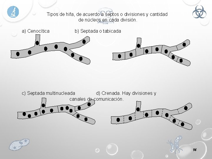 Tipos de hifa, de acuerdo a septos o divisiones y cantidad de núcleos en