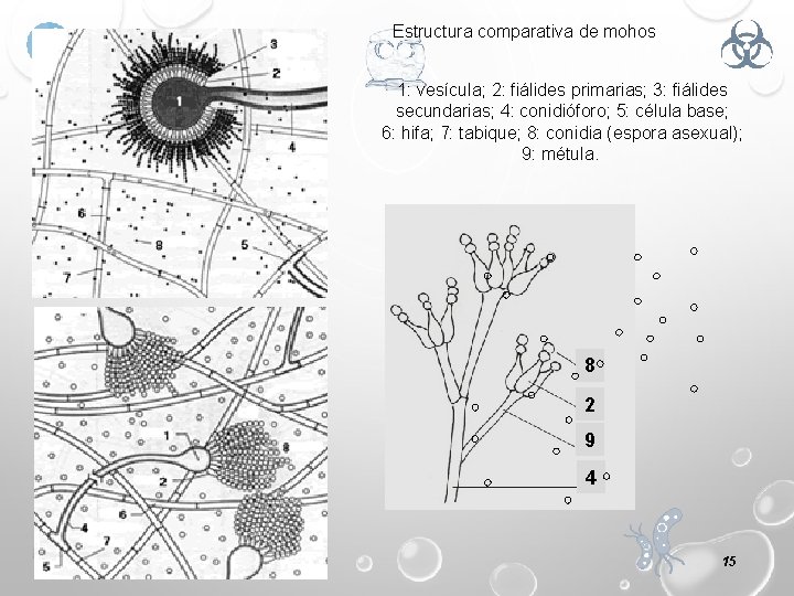 Estructura comparativa de mohos 1: vesícula; 2: fiálides primarias; 3: fiálides secundarias; 4: conidióforo;