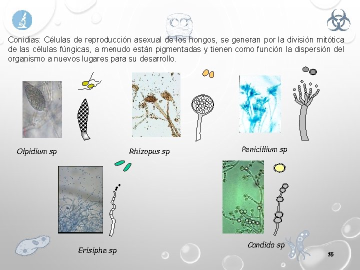 Conidias: Células de reproducción asexual de los hongos, se generan por la división mitótica
