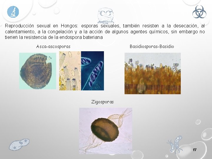Reproducción sexual en Hongos: esporas sexuales, también resisten a la desecación, al calentamiento, a