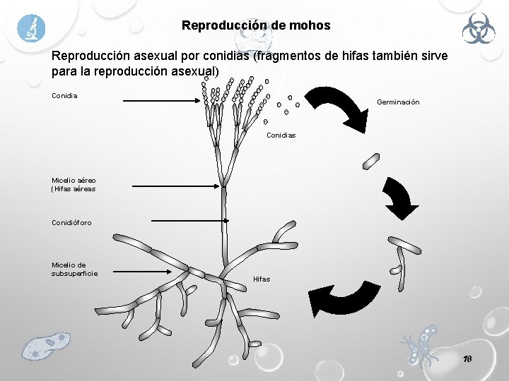 Reproducción de mohos Reproducción asexual por conidias (fragmentos de hifas también sirve para la