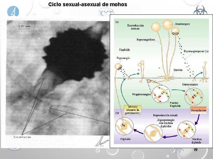 Ciclo sexual-asexual de mohos A) sexual B) asexual 19 