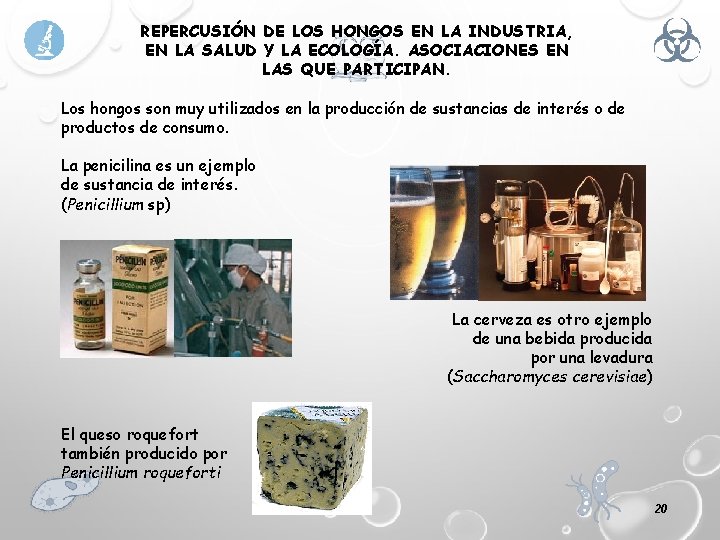 REPERCUSIÓN DE LOS HONGOS EN LA INDUSTRIA, EN LA SALUD Y LA ECOLOGÍA. ASOCIACIONES
