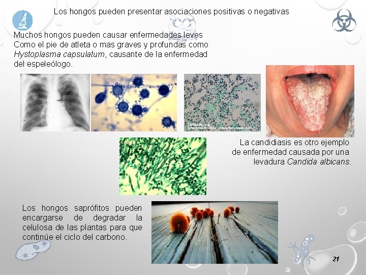 Los hongos pueden presentar asociaciones positivas o negativas Muchos hongos pueden causar enfermedades leves
