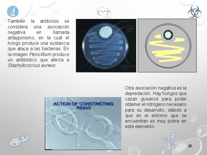 También la antibiósis se considera una asociación negativa en llamada antagonismo, en la cual