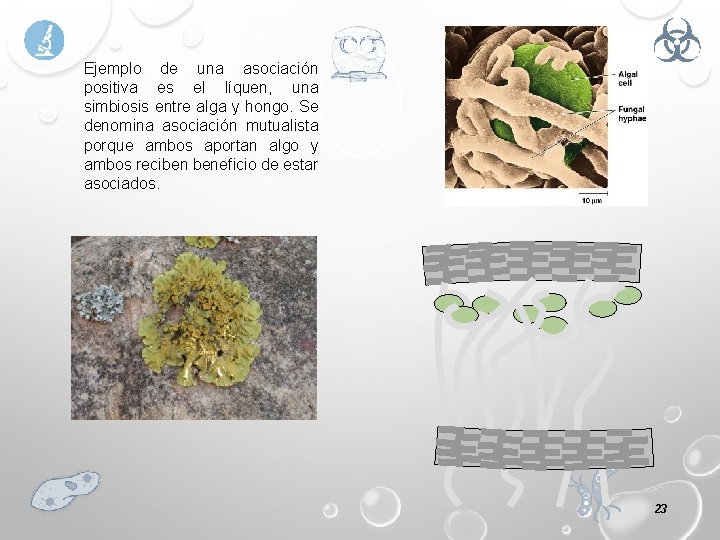 Ejemplo de una asociación positiva es el líquen, una simbiosis entre alga y hongo.