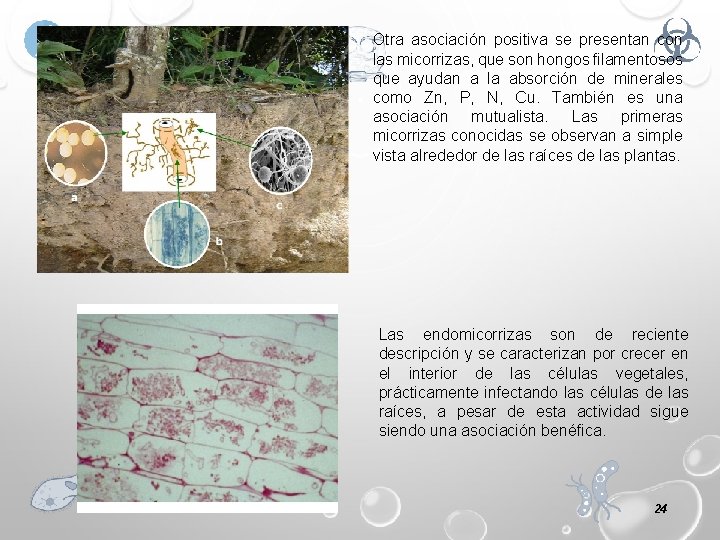 Otra asociación positiva se presentan con las micorrizas, que son hongos filamentosos que ayudan