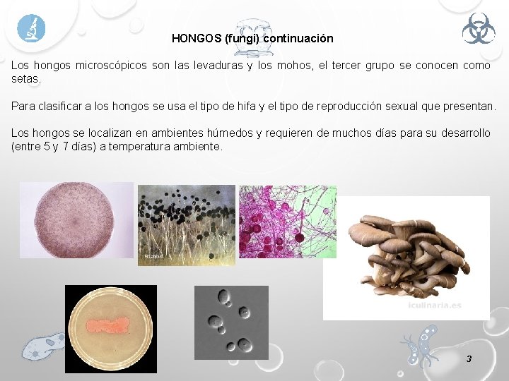 HONGOS (fungi) continuación Los hongos microscópicos son las levaduras y los mohos, el tercer