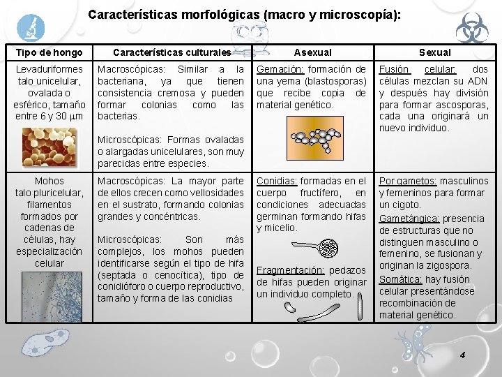 Características morfológicas (macro y microscopía): Tipo de hongo Características culturales Asexual Sexual Levaduriformes talo