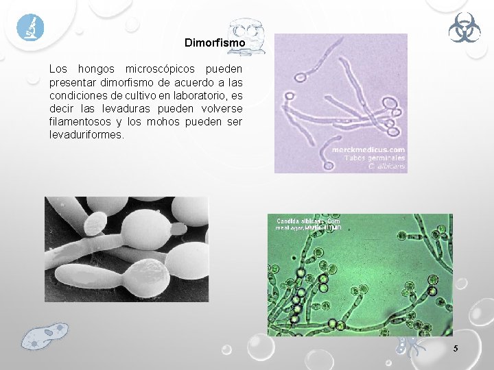 Dimorfismo Los hongos microscópicos pueden presentar dimorfismo de acuerdo a las condiciones de cultivo