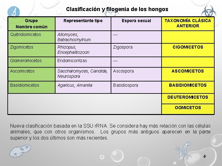 Clasificación y filogenia de los hongos Grupo Nombre común Representante tipo Espora sexual Quitridiomicetos