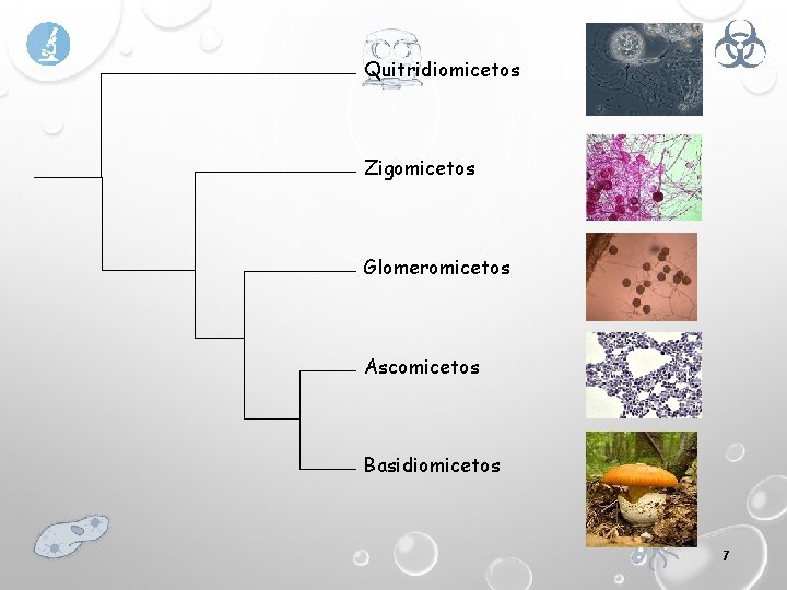 Quitridiomicetos Zigomicetos Glomeromicetos Ascomicetos Basidiomicetos 7 