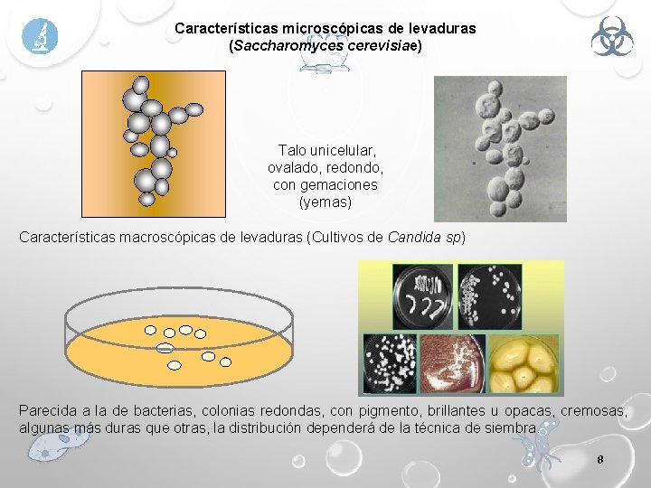 Características microscópicas de levaduras (Saccharomyces cerevisiae) Talo unicelular, ovalado, redondo, con gemaciones (yemas) Características