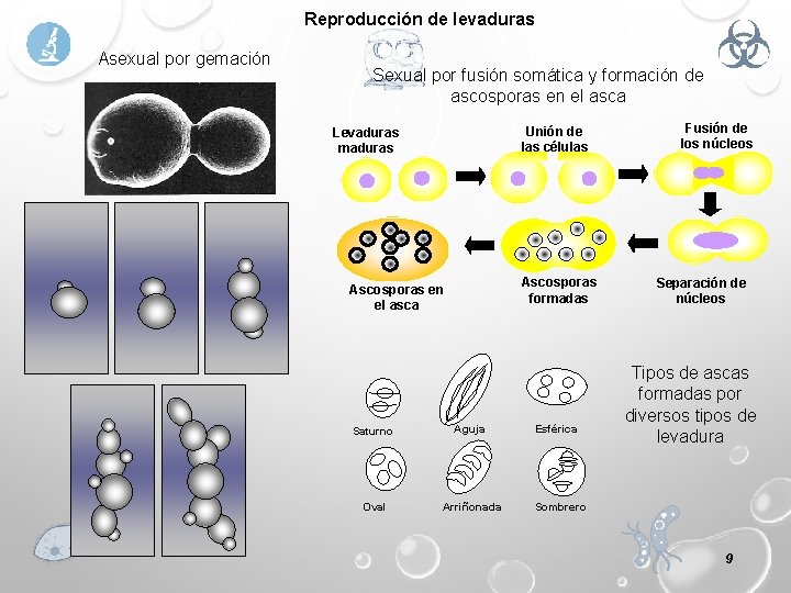 Reproducción de levaduras Asexual por gemación Sexual por fusión somática y formación de ascosporas
