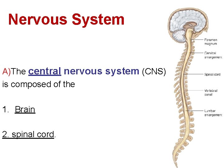 Nervous System A)The central nervous system (CNS) is composed of the 1. Brain 2.