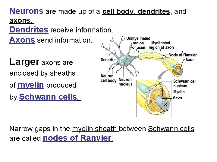 Neurons are made up of a cell body, dendrites, and axons. Dendrites receive information.