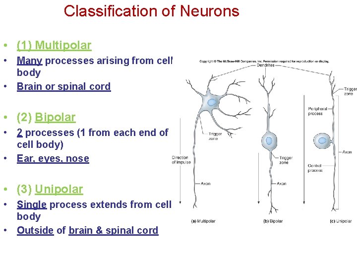 Classification of Neurons • (1) Multipolar • Many processes arising from cell body •