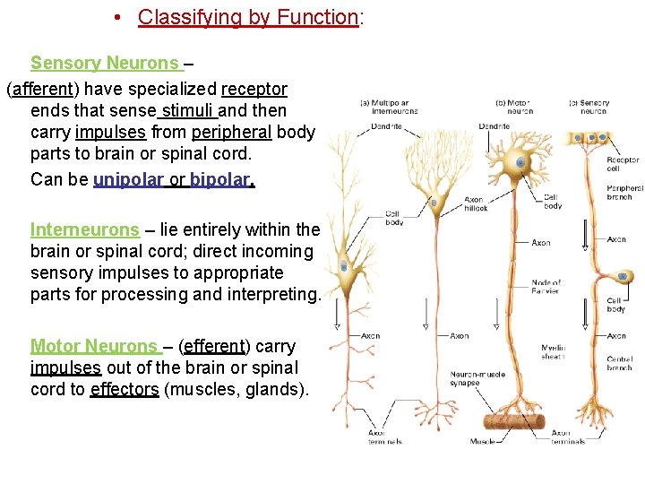  • Classifying by Function: Sensory Neurons – (afferent) have specialized receptor ends that