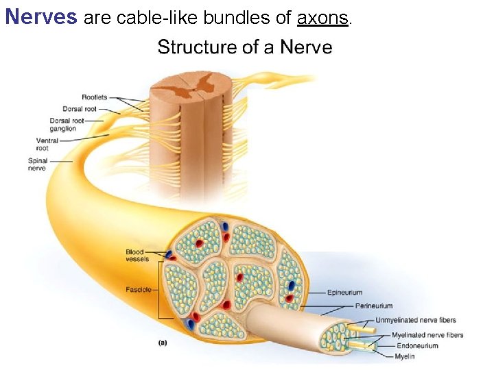 Nerves are cable-like bundles of axons. 