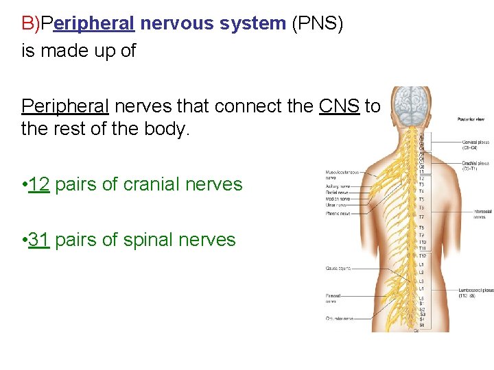 B)Peripheral nervous system (PNS) is made up of Peripheral nerves that connect the CNS