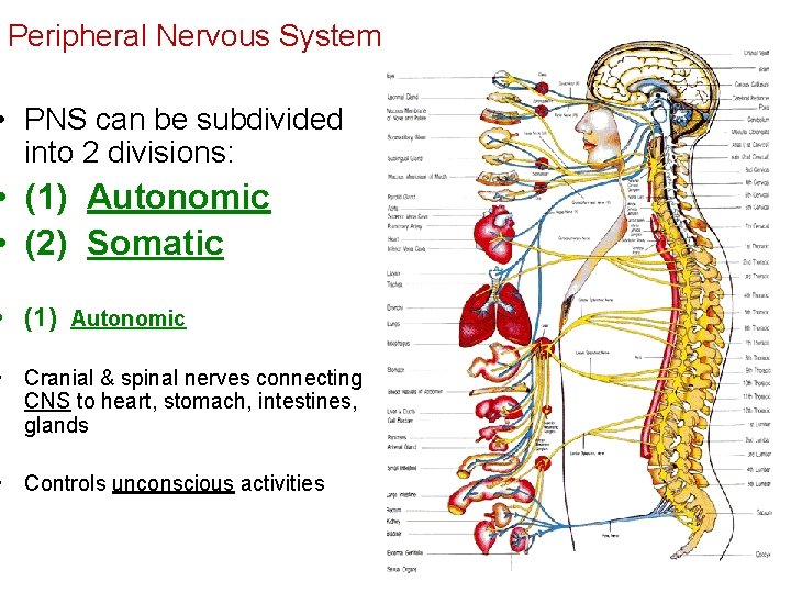 Peripheral Nervous System • PNS can be subdivided into 2 divisions: • (1) Autonomic