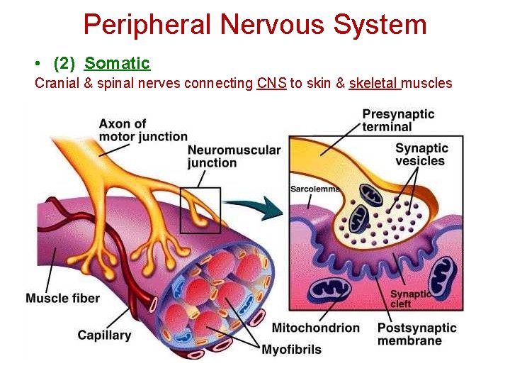 Peripheral Nervous System • (2) Somatic Cranial & spinal nerves connecting CNS to skin