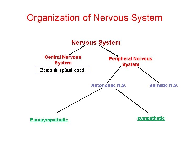 Organization of Nervous System Central Nervous System Peripheral Nervous System Brain & spinal cord