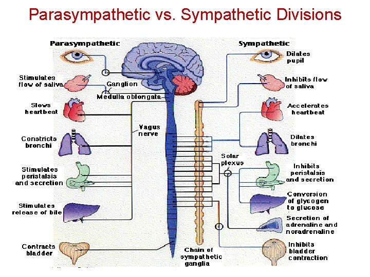 Parasympathetic vs. Sympathetic Divisions 