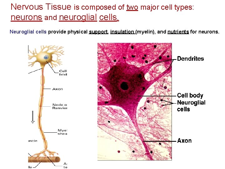 Nervous Tissue is composed of two major cell types: neurons and neuroglial cells. Neuroglial