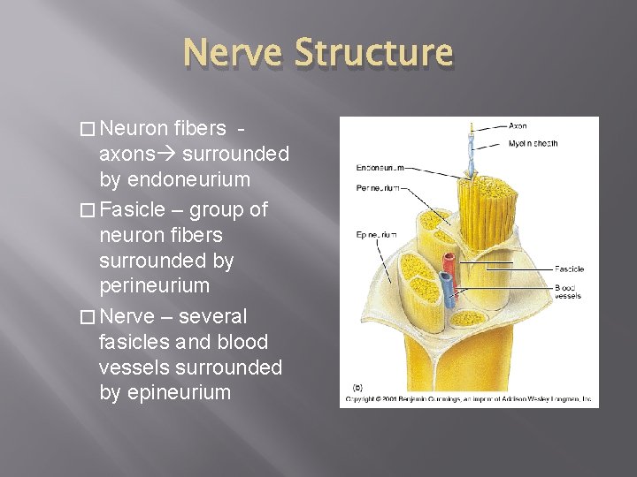 Nerve Structure � Neuron fibers axons surrounded by endoneurium � Fasicle – group of