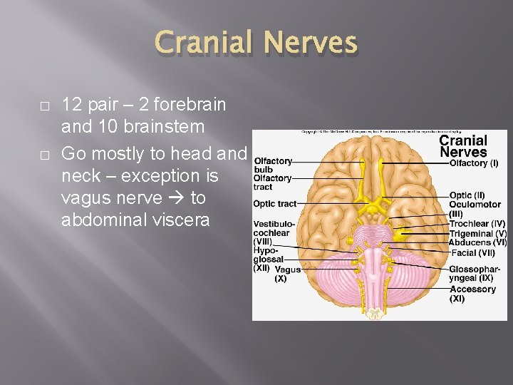 Cranial Nerves � � 12 pair – 2 forebrain and 10 brainstem Go mostly