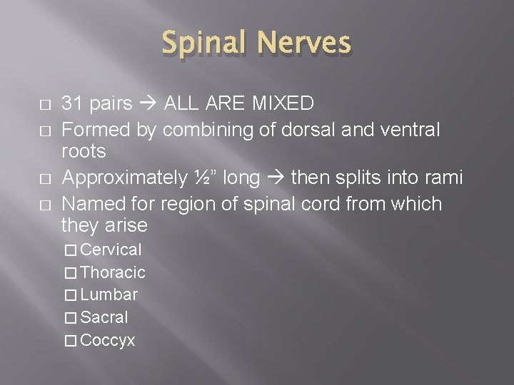 Spinal Nerves � � 31 pairs ALL ARE MIXED Formed by combining of dorsal