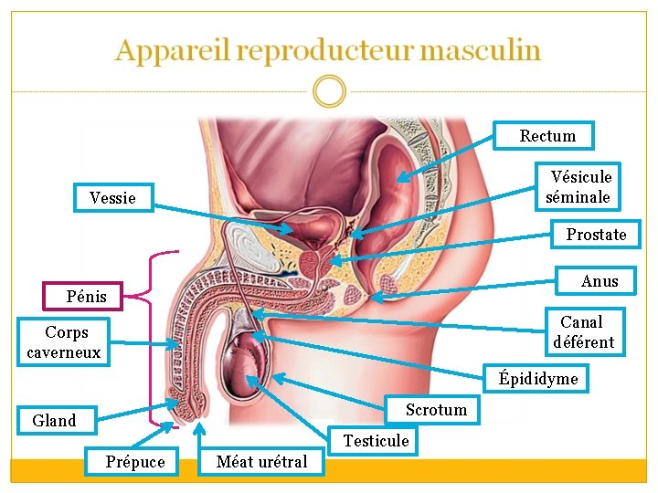 Rectum Vésicule séminale Vessie Prostate Anus Pénis Canal déférent Corps caverneux Épididyme Scrotum Gland