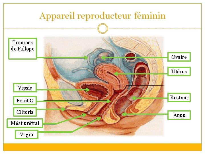 Trompes de Fallope Ovaire Utérus Vessie Point G Clitoris Méat urétral Vagin Rectum Anus