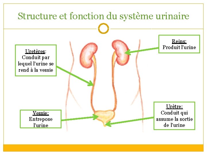 Structure et fonction du système urinaire Uretères: Uretères Conduit par lequel l’urine se rend