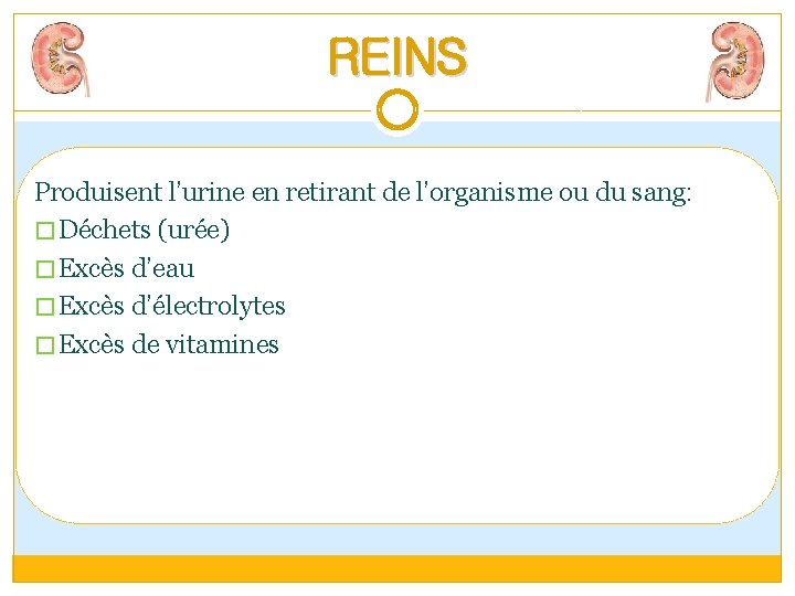 REINS Produisent l’urine en retirant de l’organisme ou du sang: � Déchets (urée) �