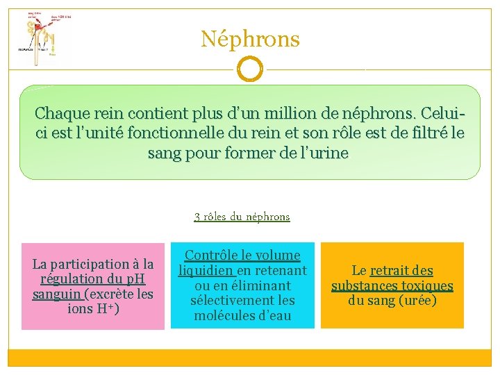 Néphrons Chaque rein contient plus d’un million de néphrons. Celuici est l’unité fonctionnelle du