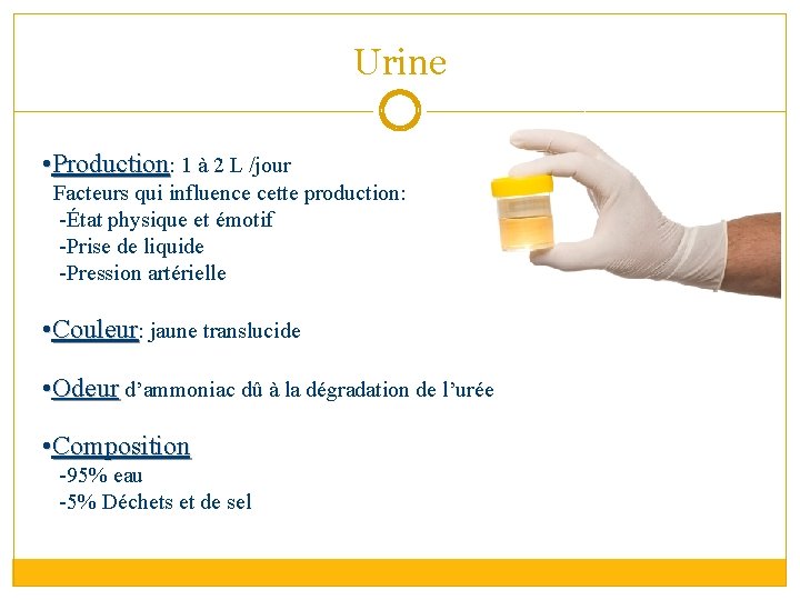 Urine • Production: 1 à 2 L /jour Facteurs qui influence cette production: -État