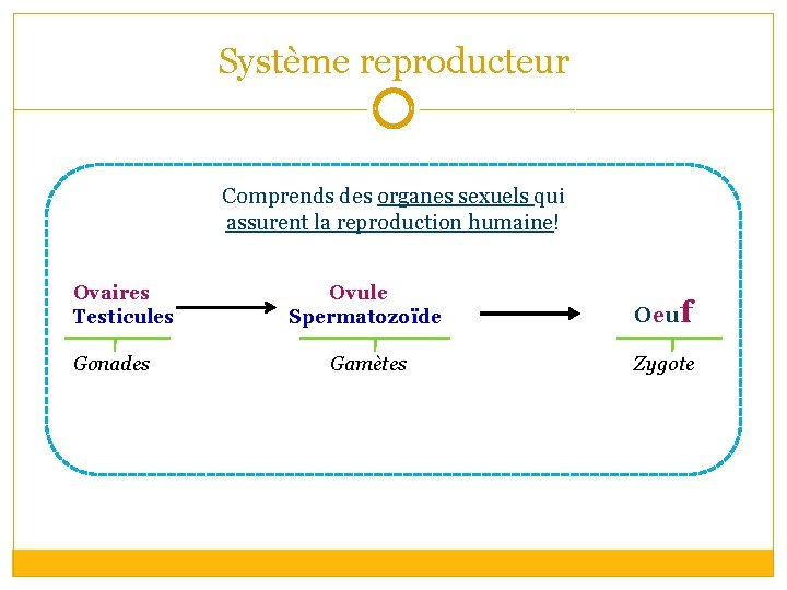 Système reproducteur Comprends des organes sexuels qui assurent la reproduction humaine! Ovaires Testicules Gonades