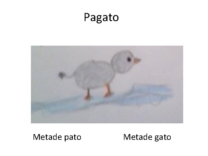 Pagato Metade pato Metade gato 