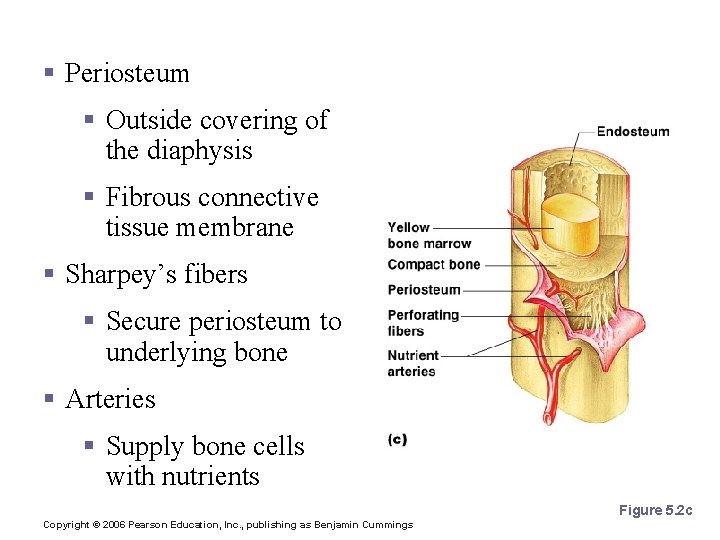 Structures of a Long Bone § Periosteum § Outside covering of the diaphysis §