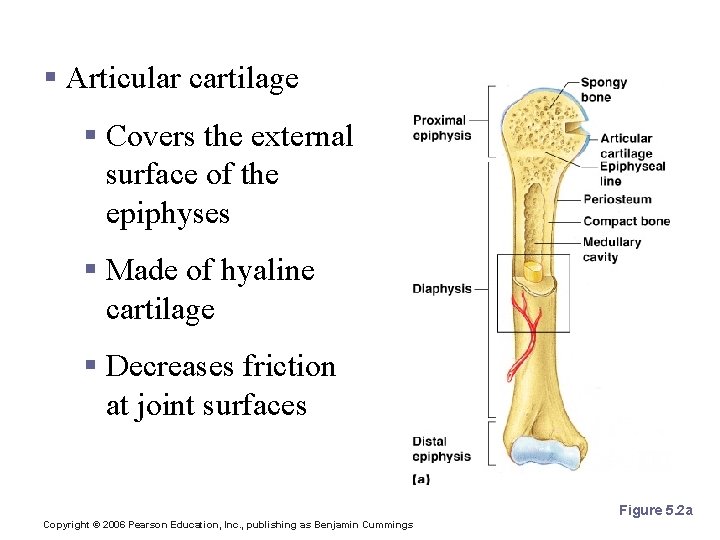 Structures of a Long Bone § Articular cartilage § Covers the external surface of