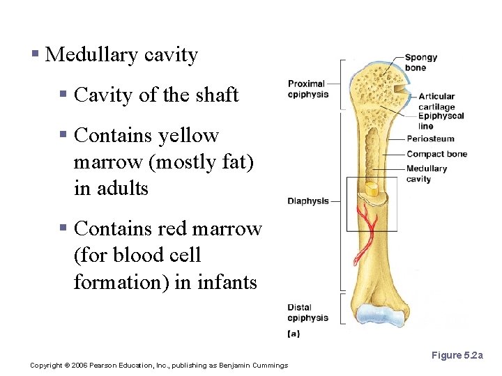 Structures of a Long Bone § Medullary cavity § Cavity of the shaft §