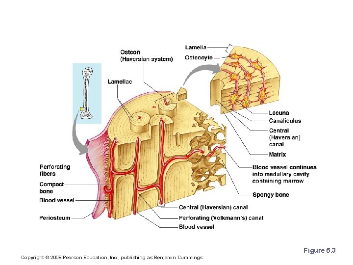 Microscopic Anatomy of Bone Figure 5. 3 Copyright © 2006 Pearson Education, Inc. ,