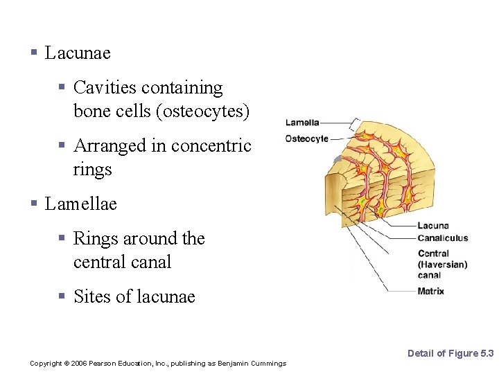 Microscopic Anatomy of Bone § Lacunae § Cavities containing bone cells (osteocytes) § Arranged