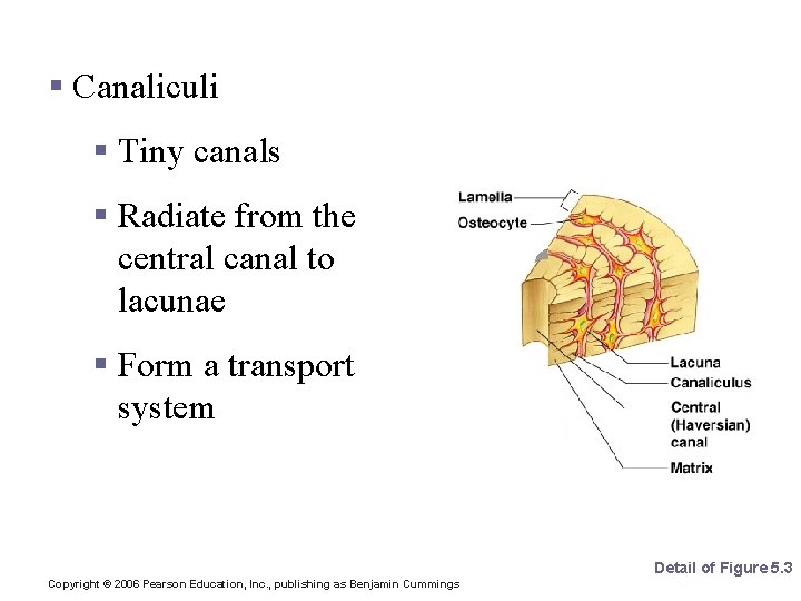 Microscopic Anatomy of Bone § Canaliculi § Tiny canals § Radiate from the central