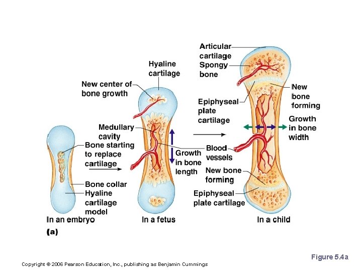 Long Bone Formation and Growth Figure 5. 4 a Copyright © 2006 Pearson Education,