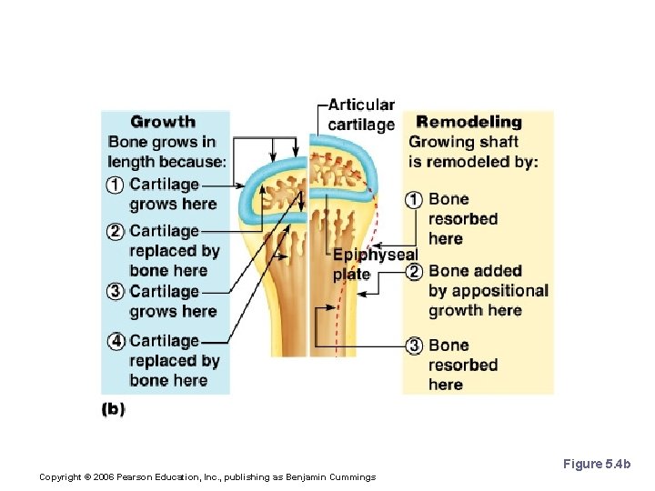 Long Bone Formation and Growth Figure 5. 4 b Copyright © 2006 Pearson Education,